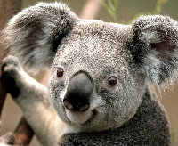 我是老鸟,想知道如何快速融资100万请进 ,信用