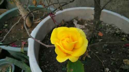 炎黄信用卡现在是纯芯片卡吗?