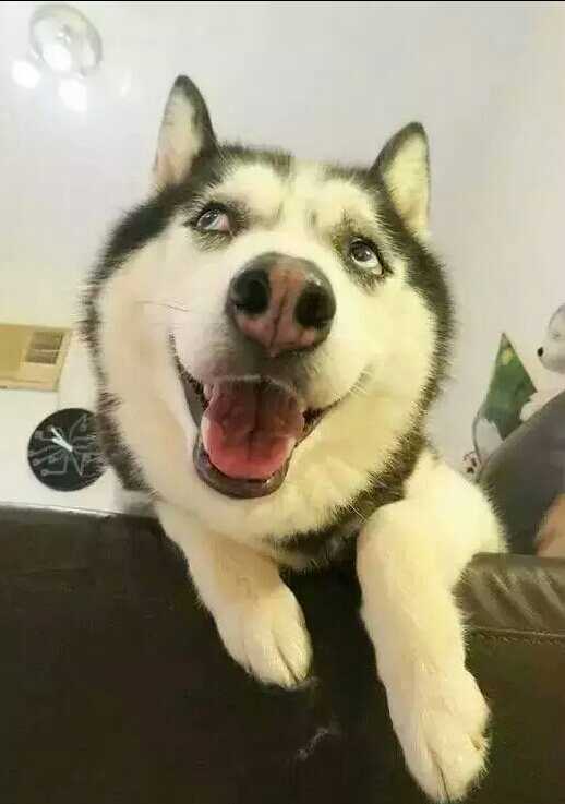 申请招行的 固定电话 填写家里的行不行? ,信用